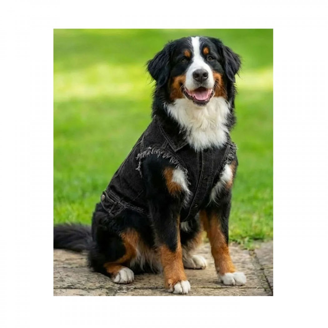 Dog’s Denim Jacket Indigo